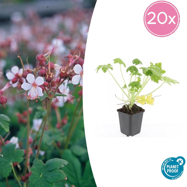 20x Geranium macr. 'Spessart' - ↕10-25cm - Ø9cm