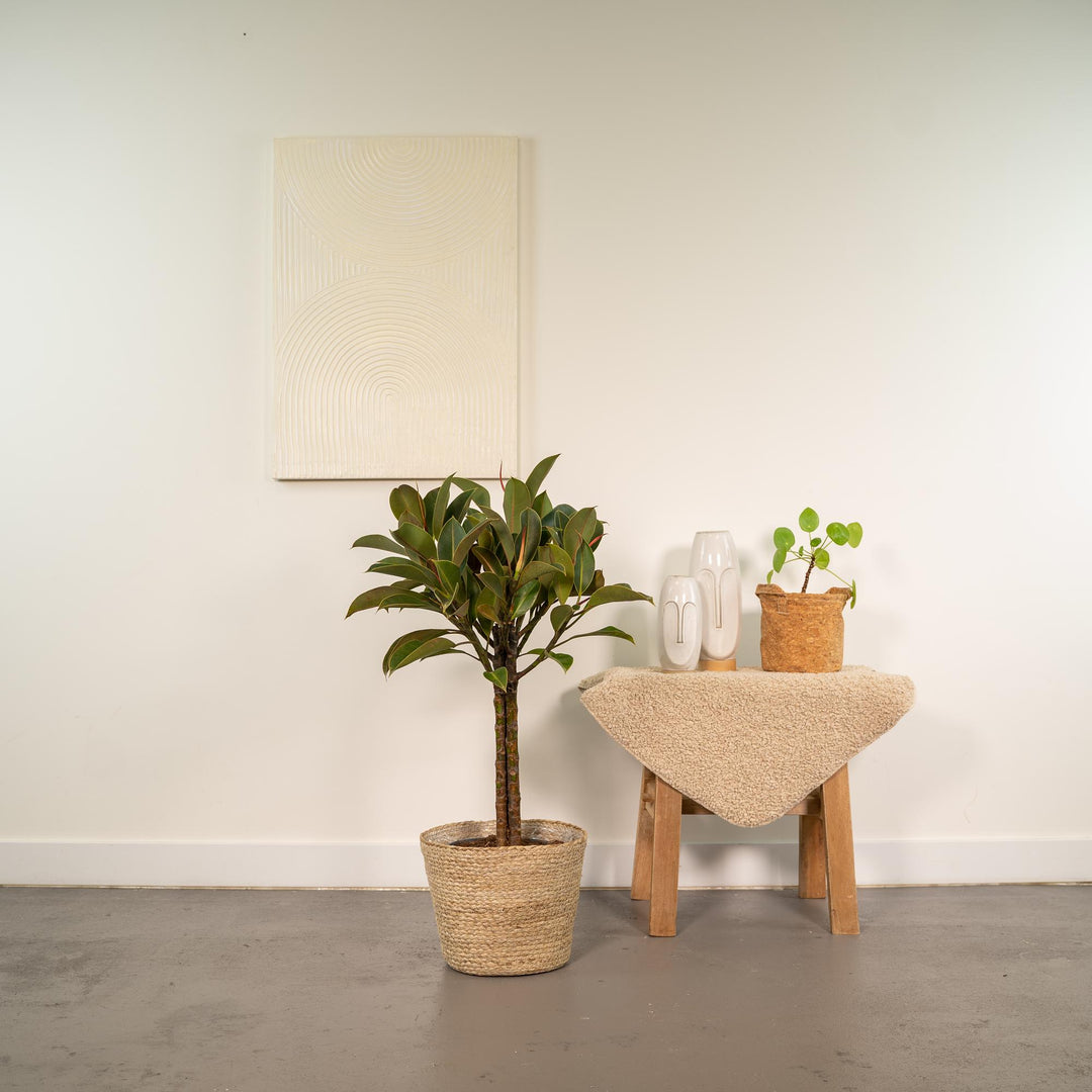 Ficus elastica Melany stam - ↨90cm - Ø21cm + Mand Selin