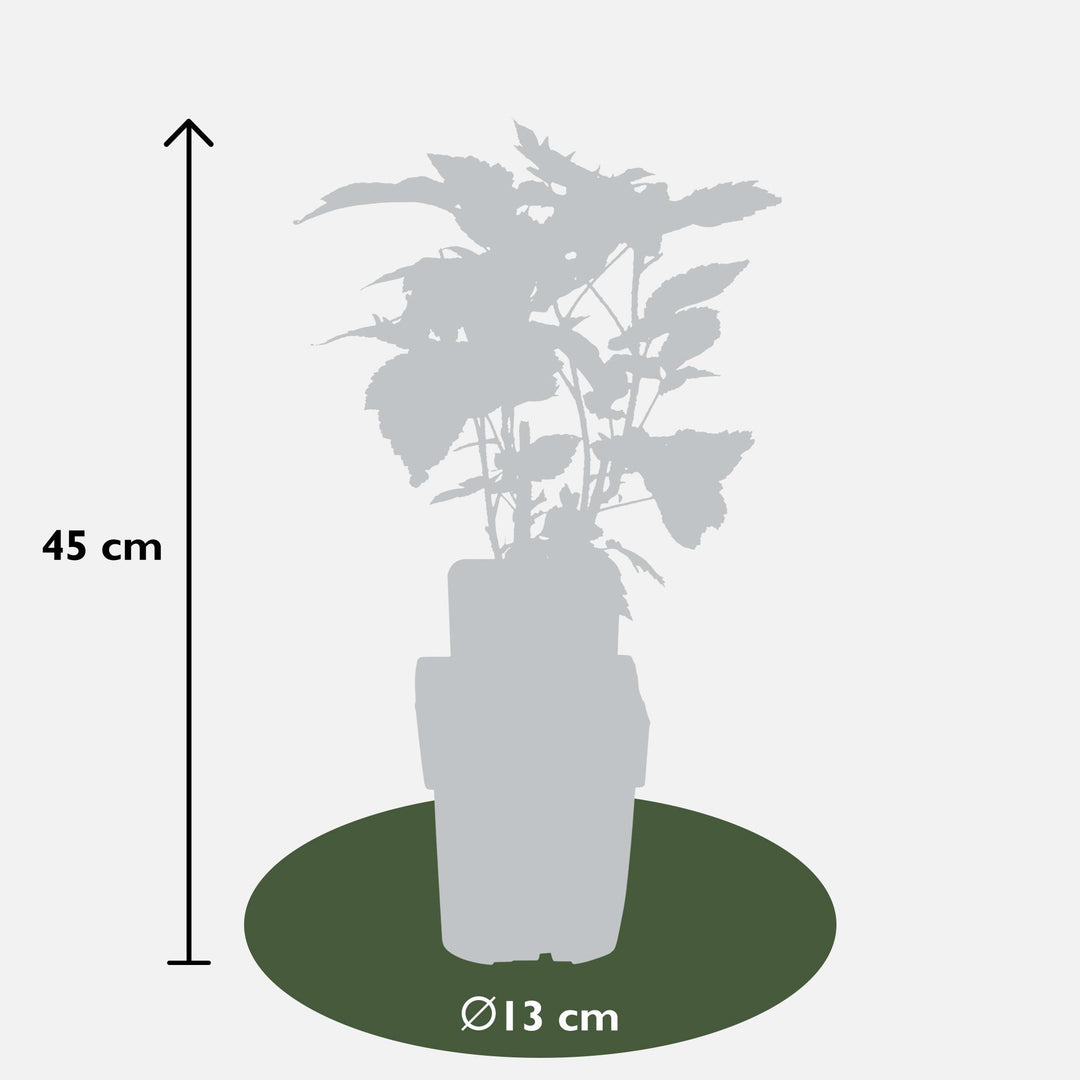 3x Rubus id. Twotimer 'Sugana Yellow' - ↨45cm - Ø13