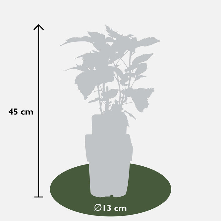 3x Rubus id. Twotimer 'Sugana Yellow' - ↨45cm - Ø13