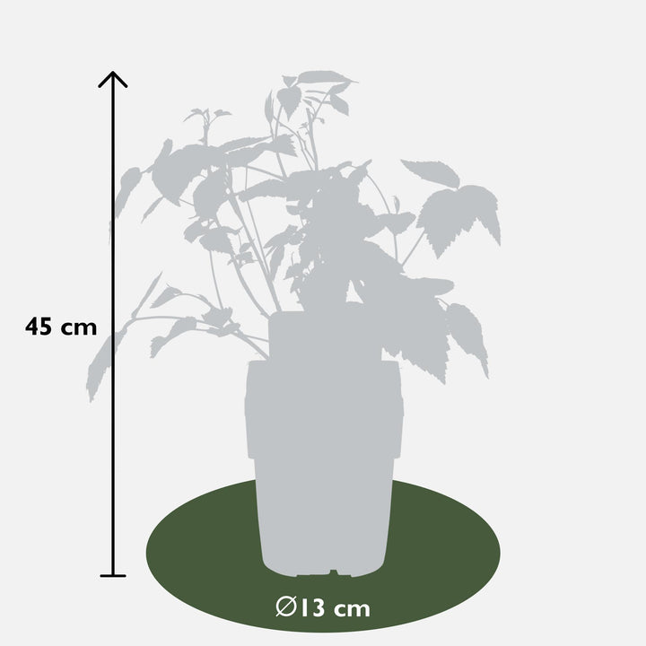 4x - Rubus 'Autumn' Mix - ↨45cm - Ø13