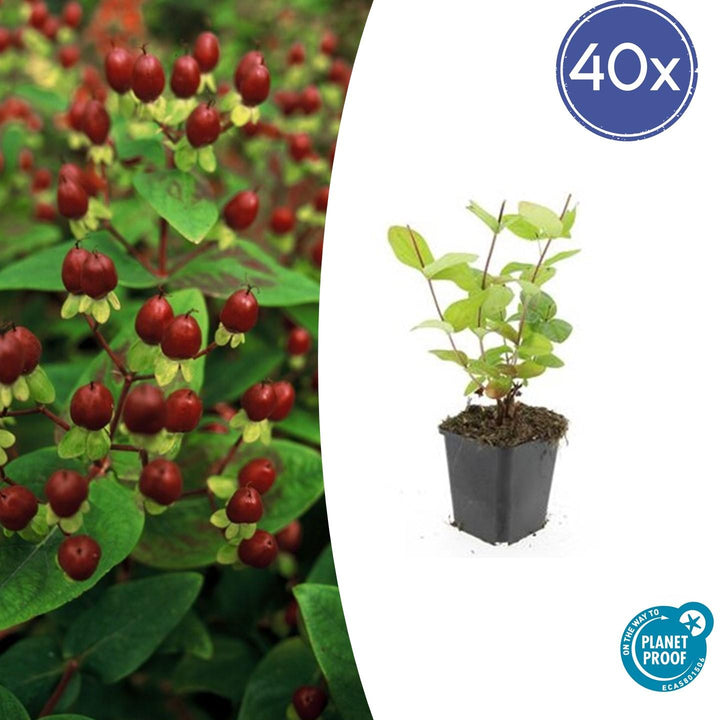 40x Hypericum inodorum 'Beauty' - ↕10-25cm - Ø9cm