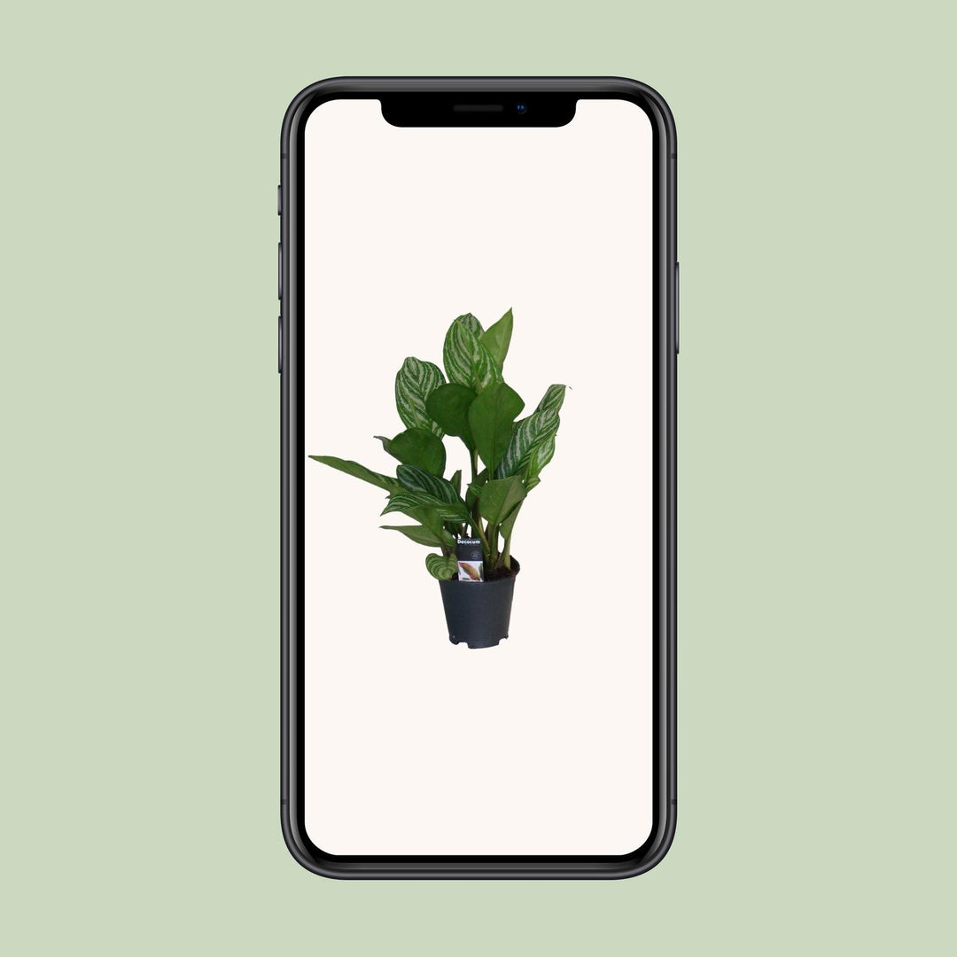 Aglaonema Stripes - Ø17cm - ↕60cm