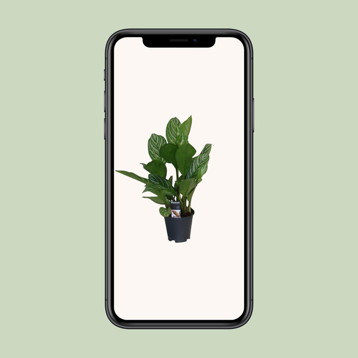 Aglaonema Stripes - Ø17cm - ↕60cm