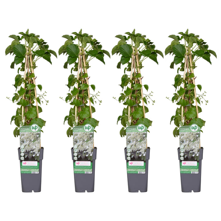 4x - Hydrangea petiolaris - ↨65cm - Ø15