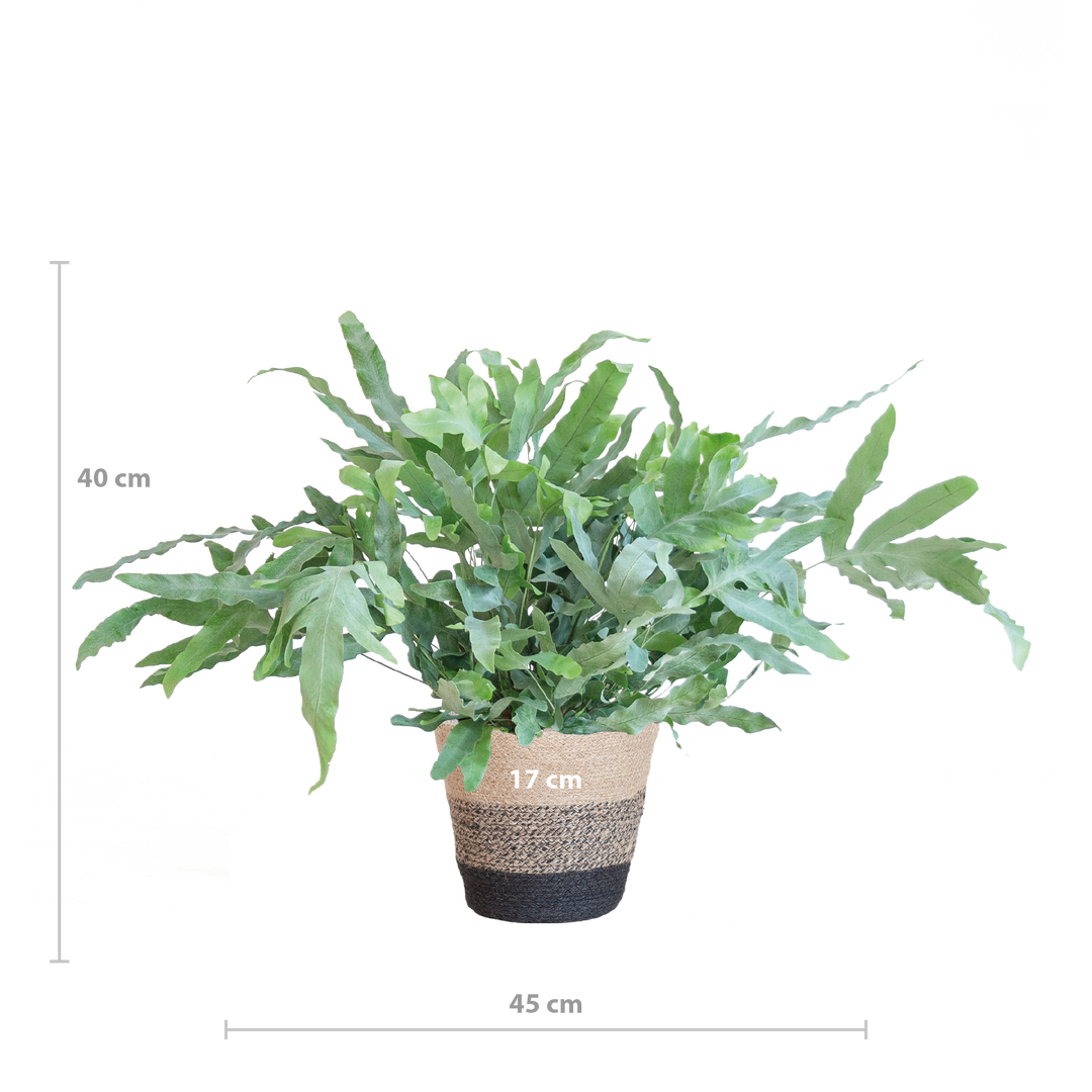 Phlebodium Aureum 'Blue Star' met Mand Lissabon zwart - 40cm - Ø17