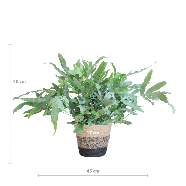 Phlebodium Aureum 'Blue Star' met Mand Lissabon zwart - 40cm - Ø17