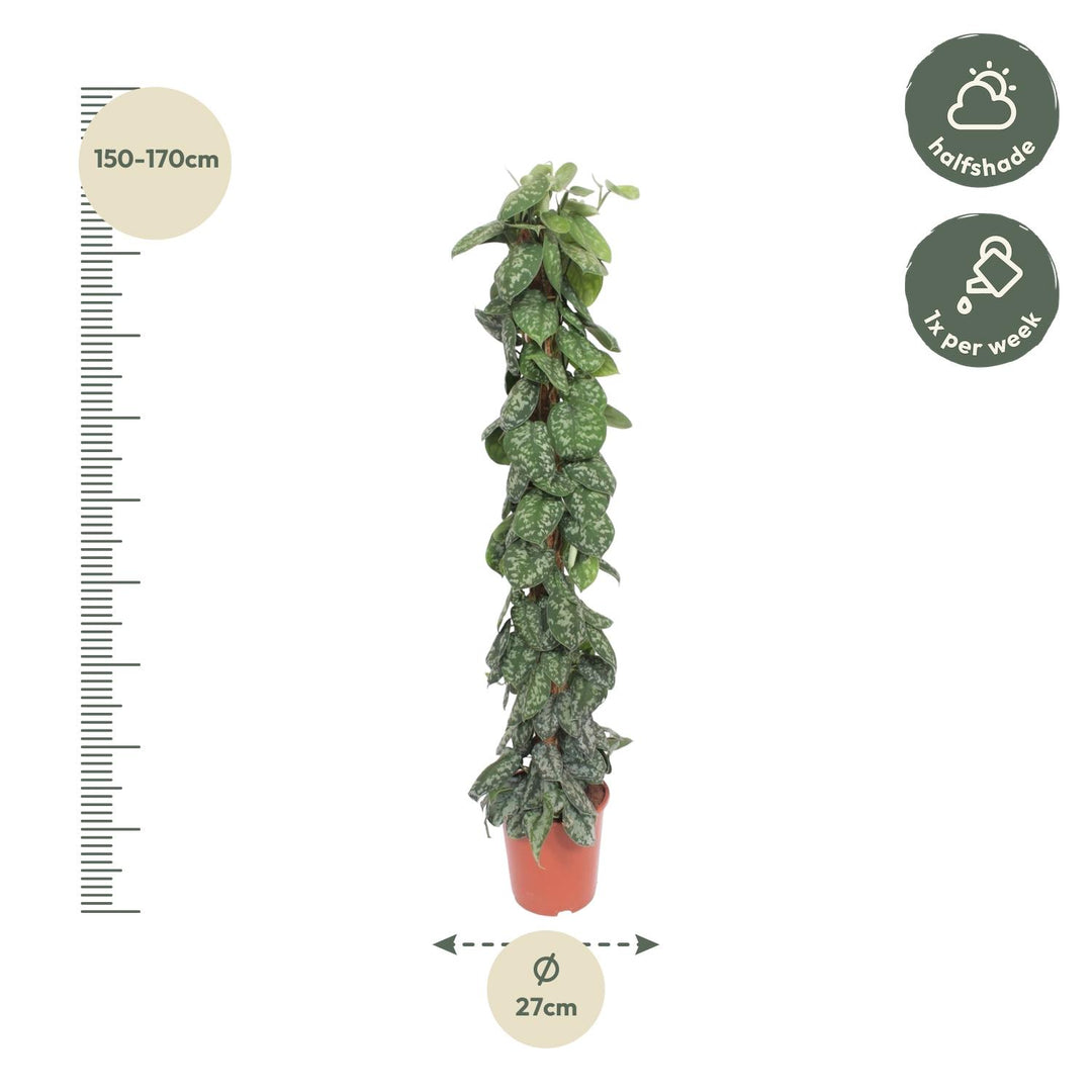 Scindapsus Pictus Trebie mosstok - 160 cm - ø30