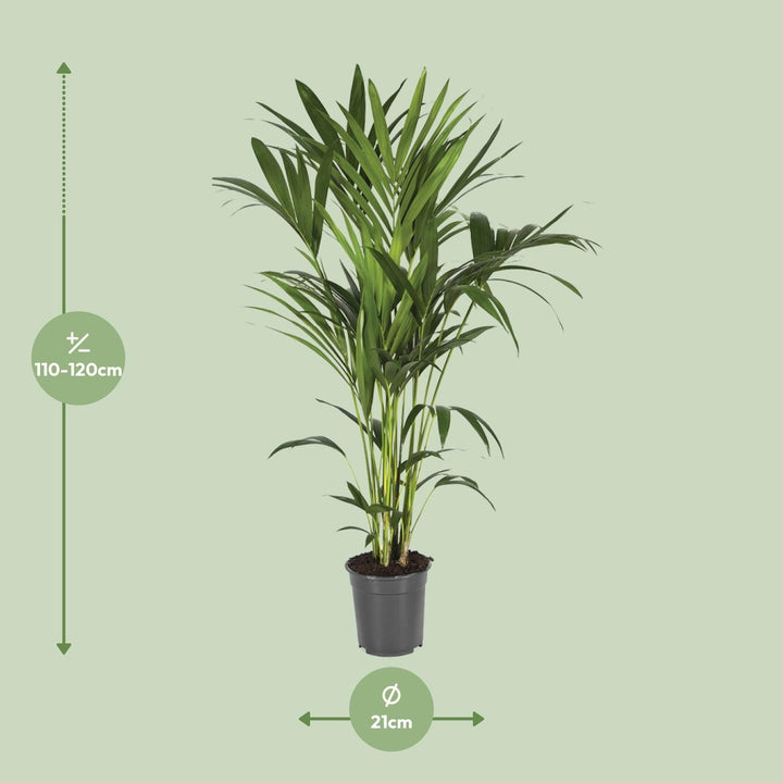 Howea Forsteriana - Ø21cm - ↕120cm