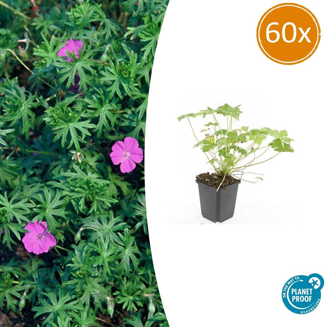 60x Geranium 'Tiny Monster' - ↕10-25cm - Ø9cm
