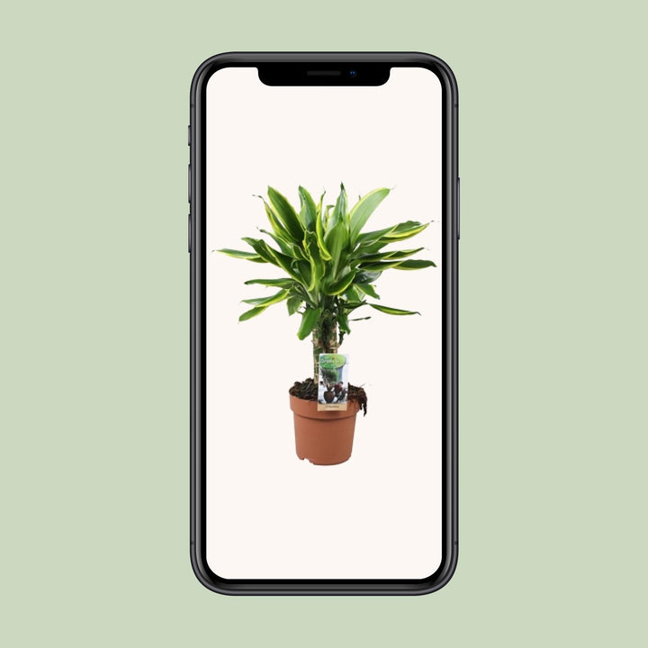 Dracaena Golden Coast - Ø17cm - ↕50cm