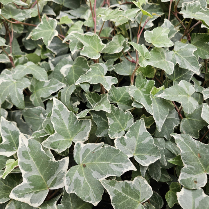 24x Hedera helix 'Glacier' - ↕10-25cm - Ø9cm