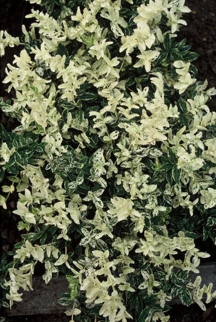 24x Euonymus fort. 'Harlequin' - ↕10-25cm - Ø9cm