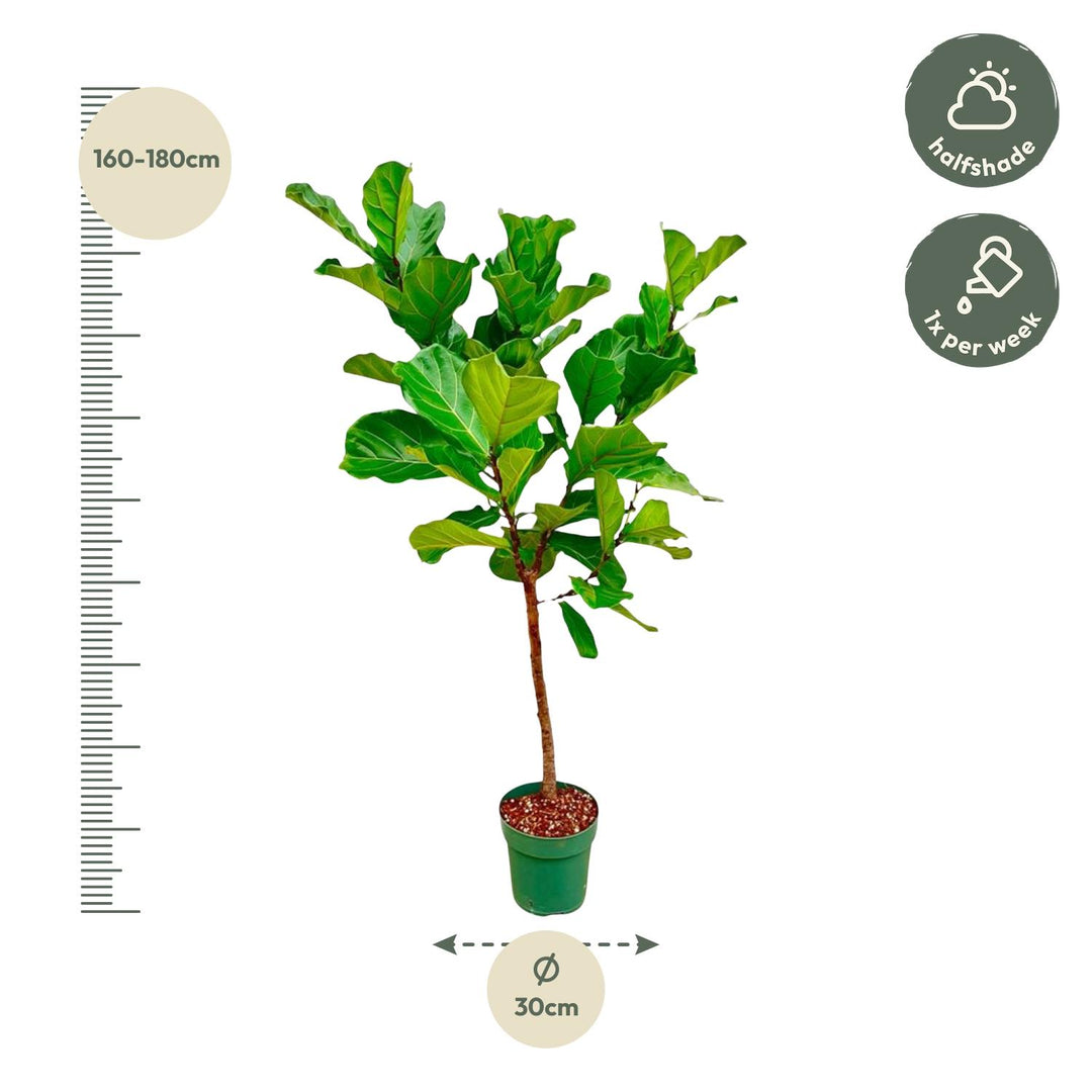 Ficus Lyrata stam  - 170cm - ⌀30