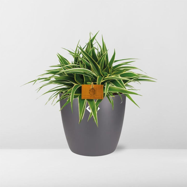 Chlorophytum Ocean 15cm in ELHO brussels 16cm round anthracite