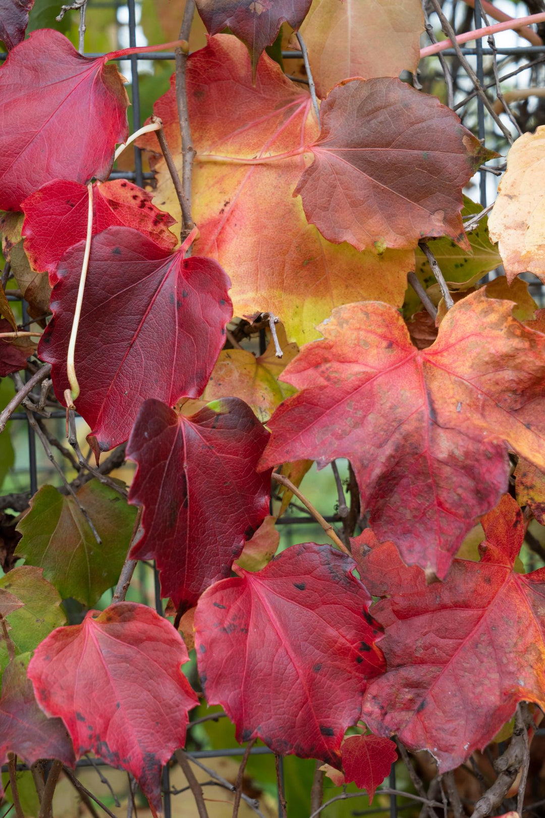 Parthenocissus tricuspidata 'Fenway Park' - Geel-groene Wilde Wingerd - Ø15cm - ↕65cm