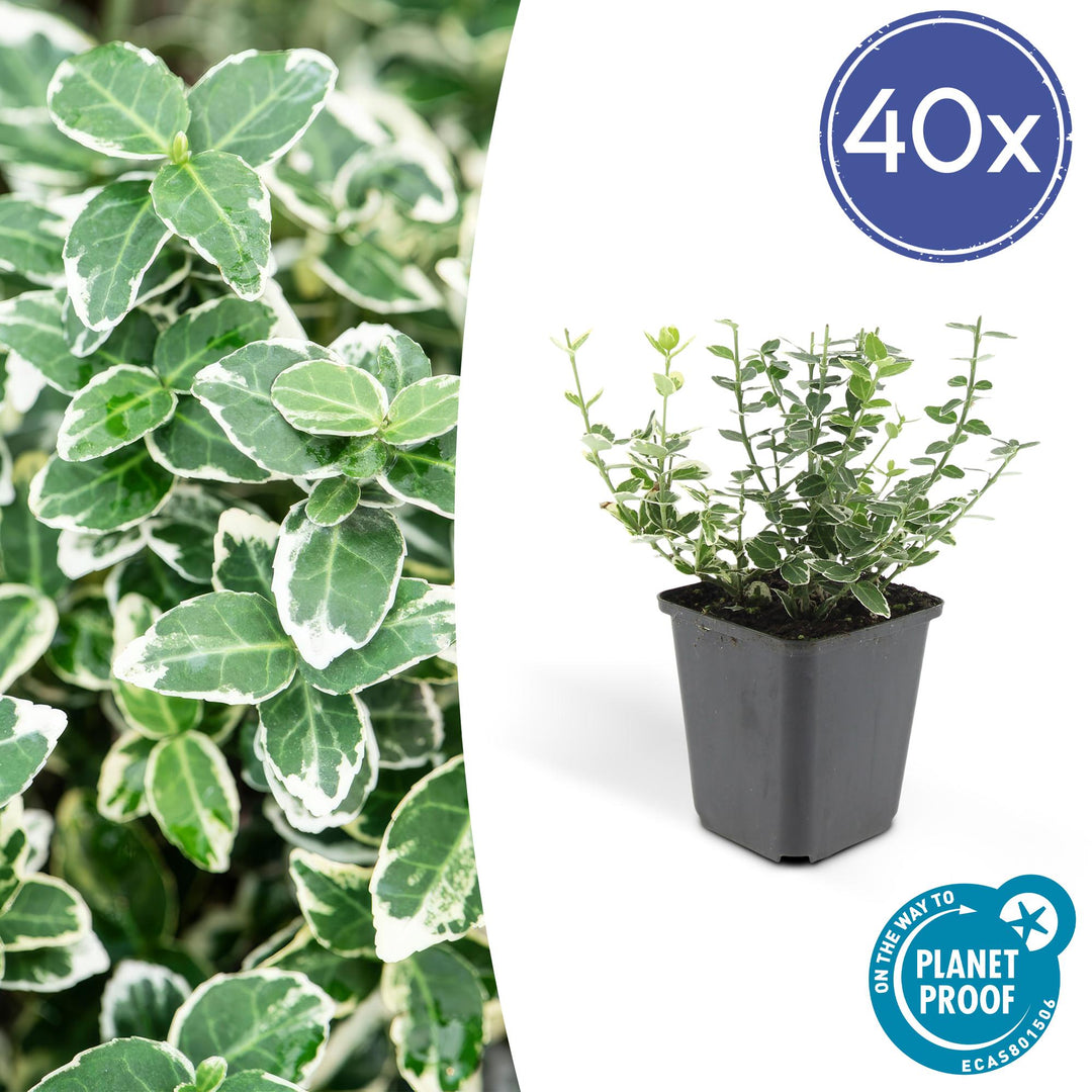40x Euonymus fort. 'Emerald Gaiety' - ↕10-25cm - Ø9cm