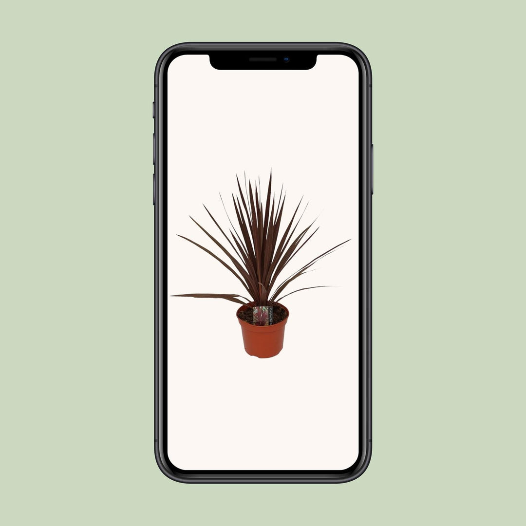 Cordyline Australis Red Star - Ø17cm - ↕60cm