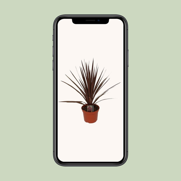 Cordyline Australis Red Star - Ø17cm - ↕60cm