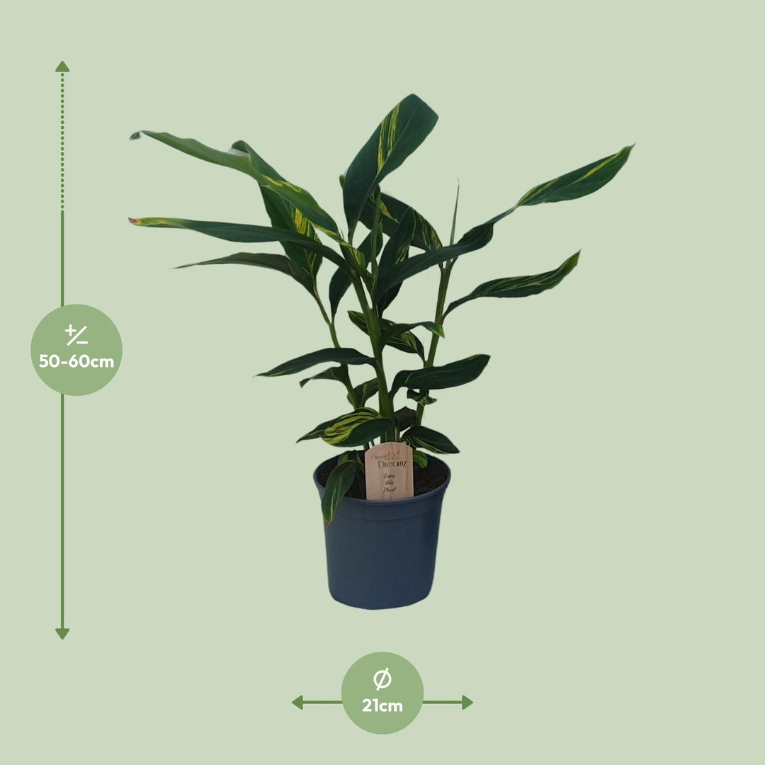 Alpinia Zerumbet - Ø21cm - ↕80cm