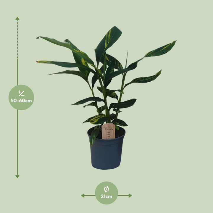 Alpinia Zerumbet - Ø21cm - ↕80cm