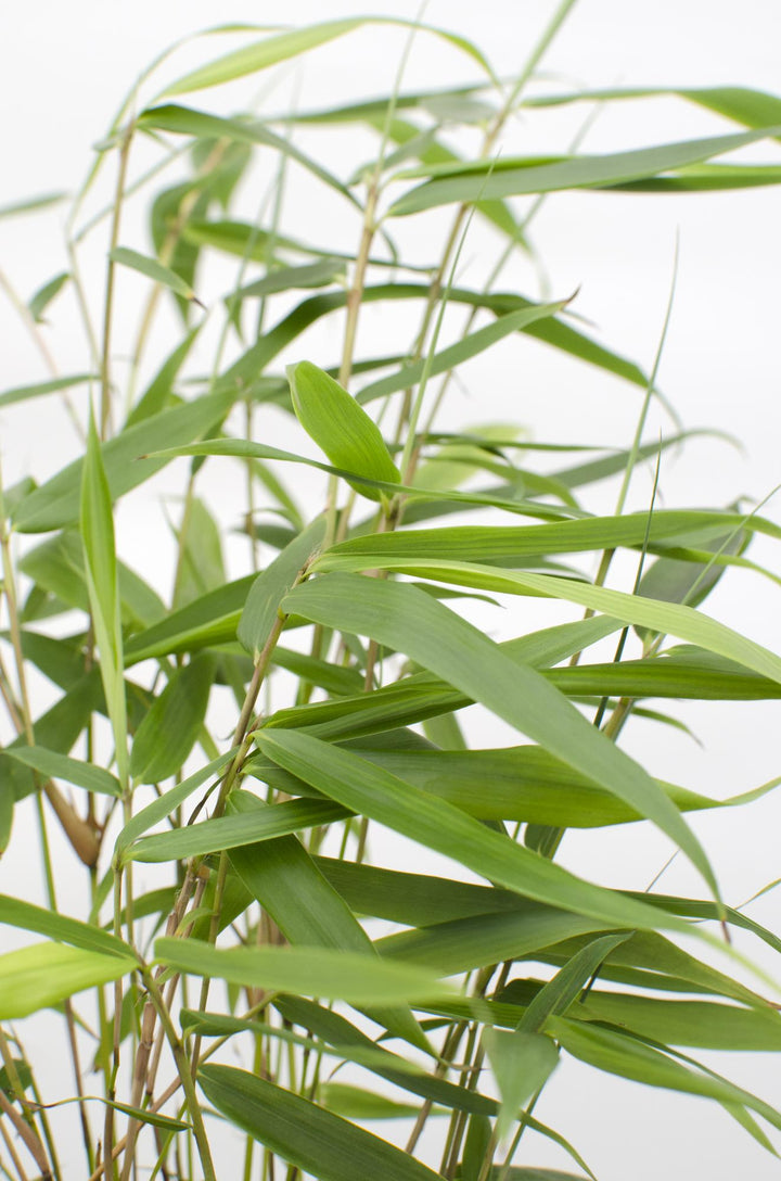 Fargesia robusta 'Pingwu' - Ø14cm - ↕40cm