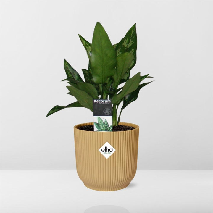 Aglaonema Maria in ELHO Vibes Fold 14cm geel
