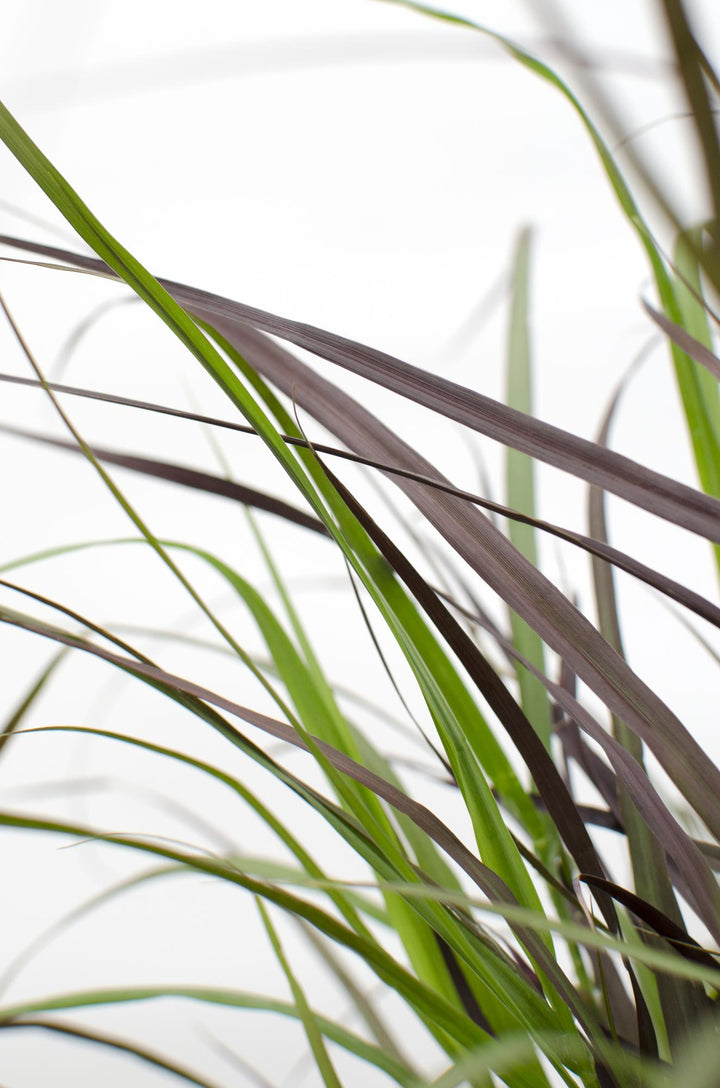 Pennisetum x advena 'Summer Samba' - Ø19cm - ↕50cm