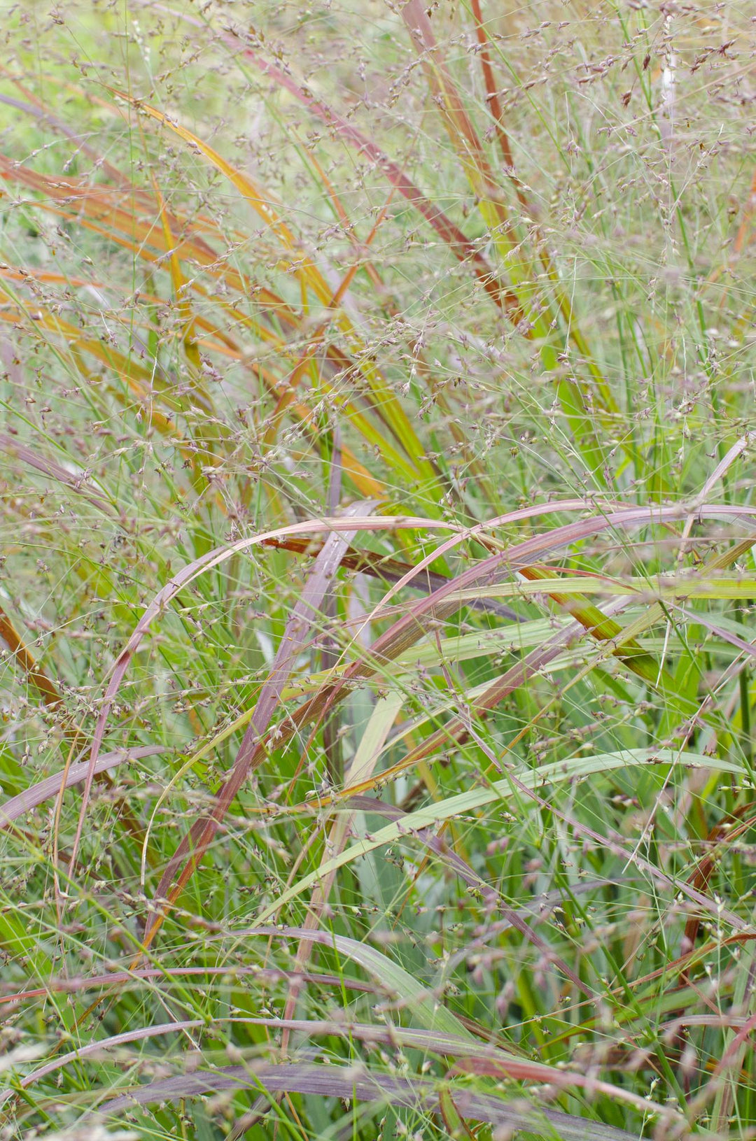 Panicum virgatum Cheyenne Sky - Ø23cm - ↕60cm - Ø19 - ↨50cm