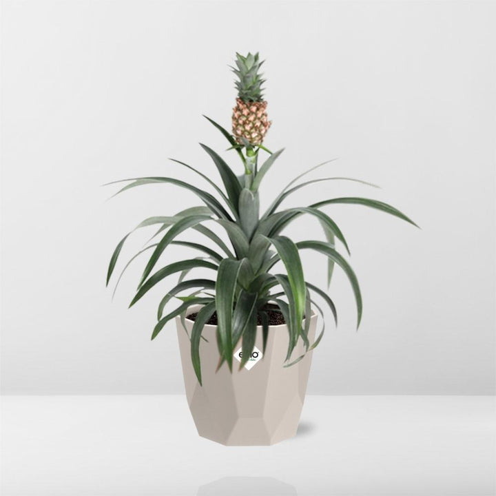 Ananas Mi Amigo in ELHO b.for rock 14 cm warm grey