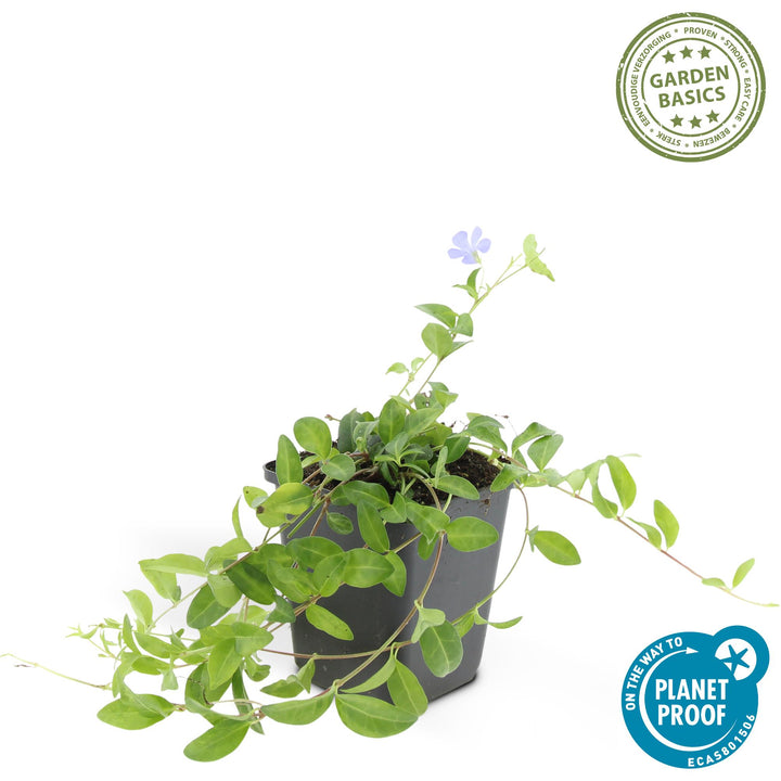 48x Vinca minor - ↕10-25cm - Ø9cm