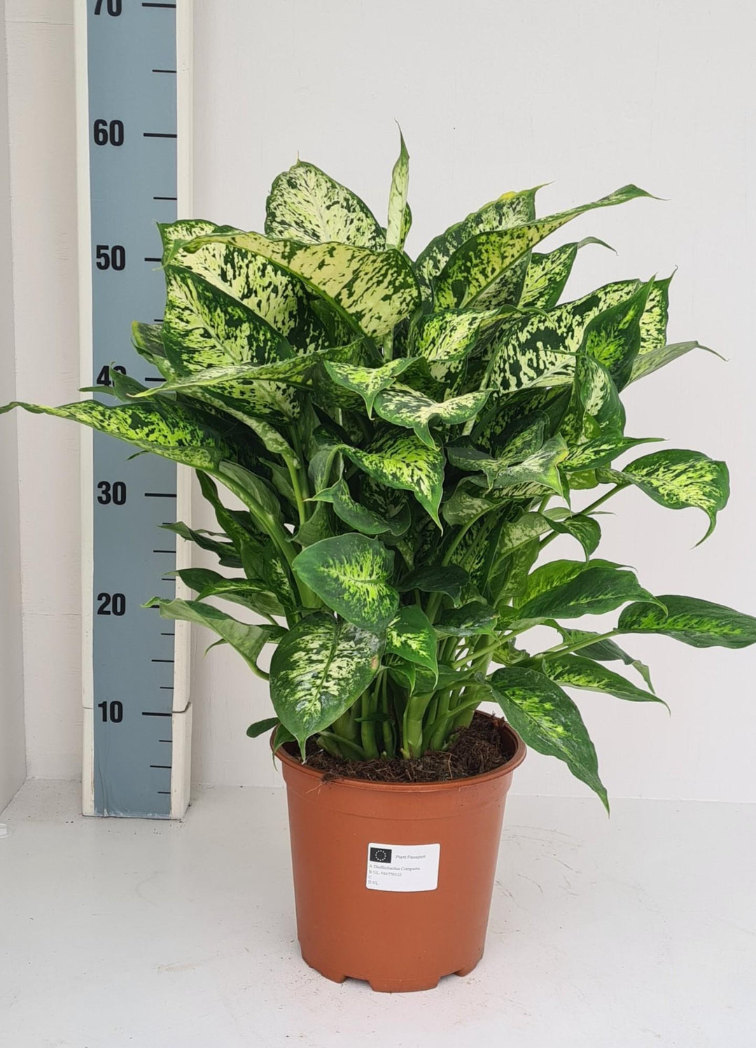 Dieffenbachia Compacta - Ø19cm - ↕60cm