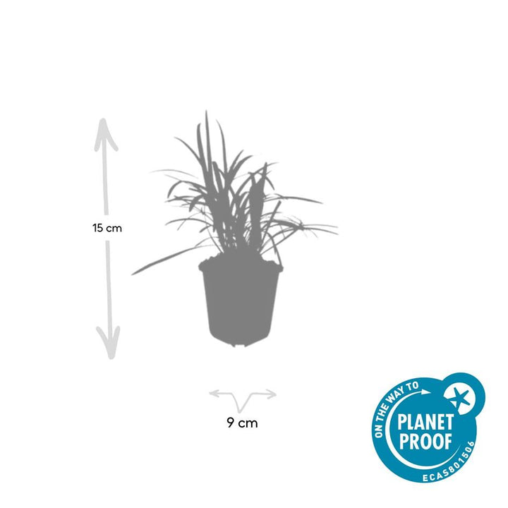 12x Liriope muscari 'Monroe White' - ↕10-25cm - Ø9cm