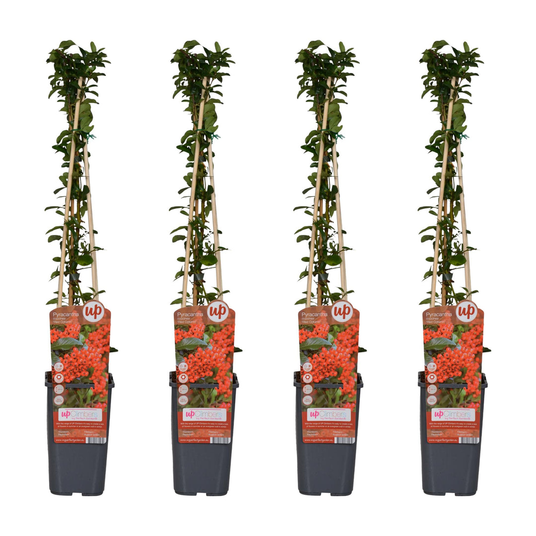 4x - Pyracantha coccinea 'Red Column' - ↨65cm - Ø15