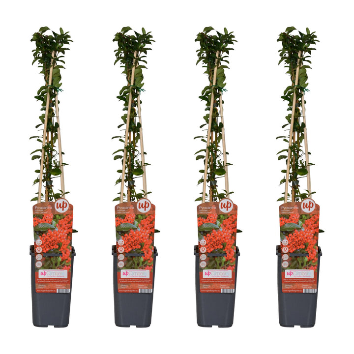 4x - Pyracantha coccinea 'Red Column' - ↨65cm - Ø15