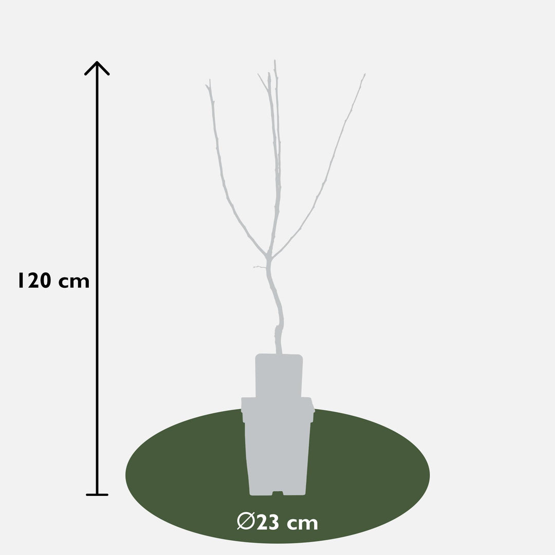 Mespilus germanica 'Westerfield' - Ø23cm - ↕120cm
