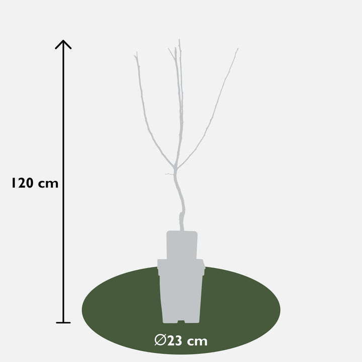 Mespilus germanica 'Westerfield' - Ø23cm - ↕120cm