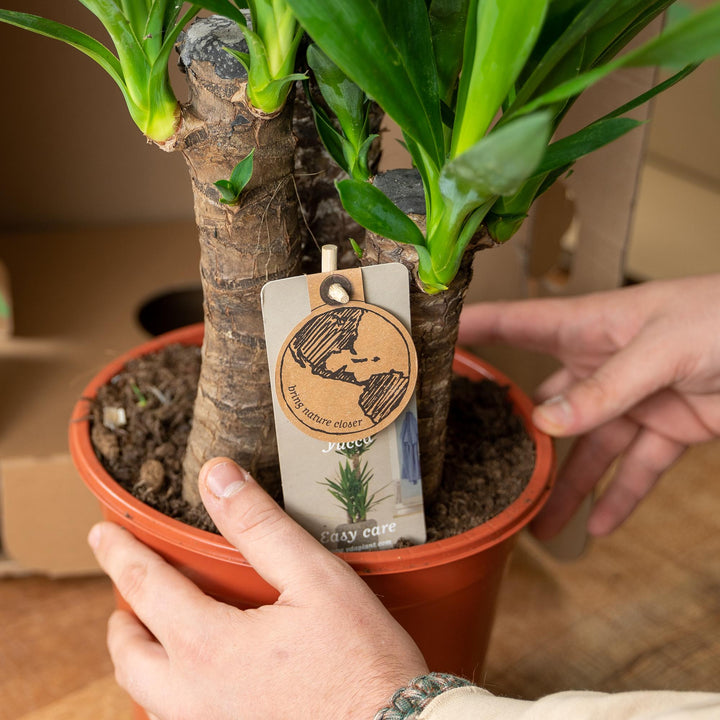 Yucca met pot - ↨100cm - Ø21cm
