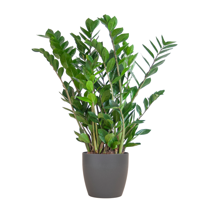 Zamioculcas Zamiifolia met Viber grijs - 80cm - Ø21