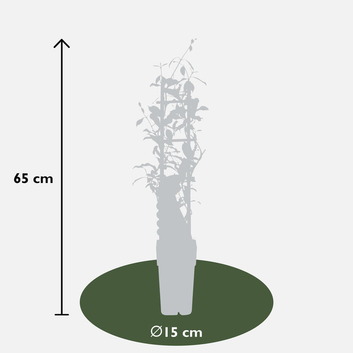 2x - Trachelospermum 'Star of Ibiza' - ↨65cm - Ø15