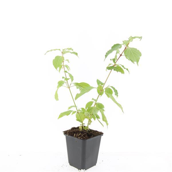 24x Cornus sang. 'Anny's Winter Orange' - ↕10-25cm - Ø9cm