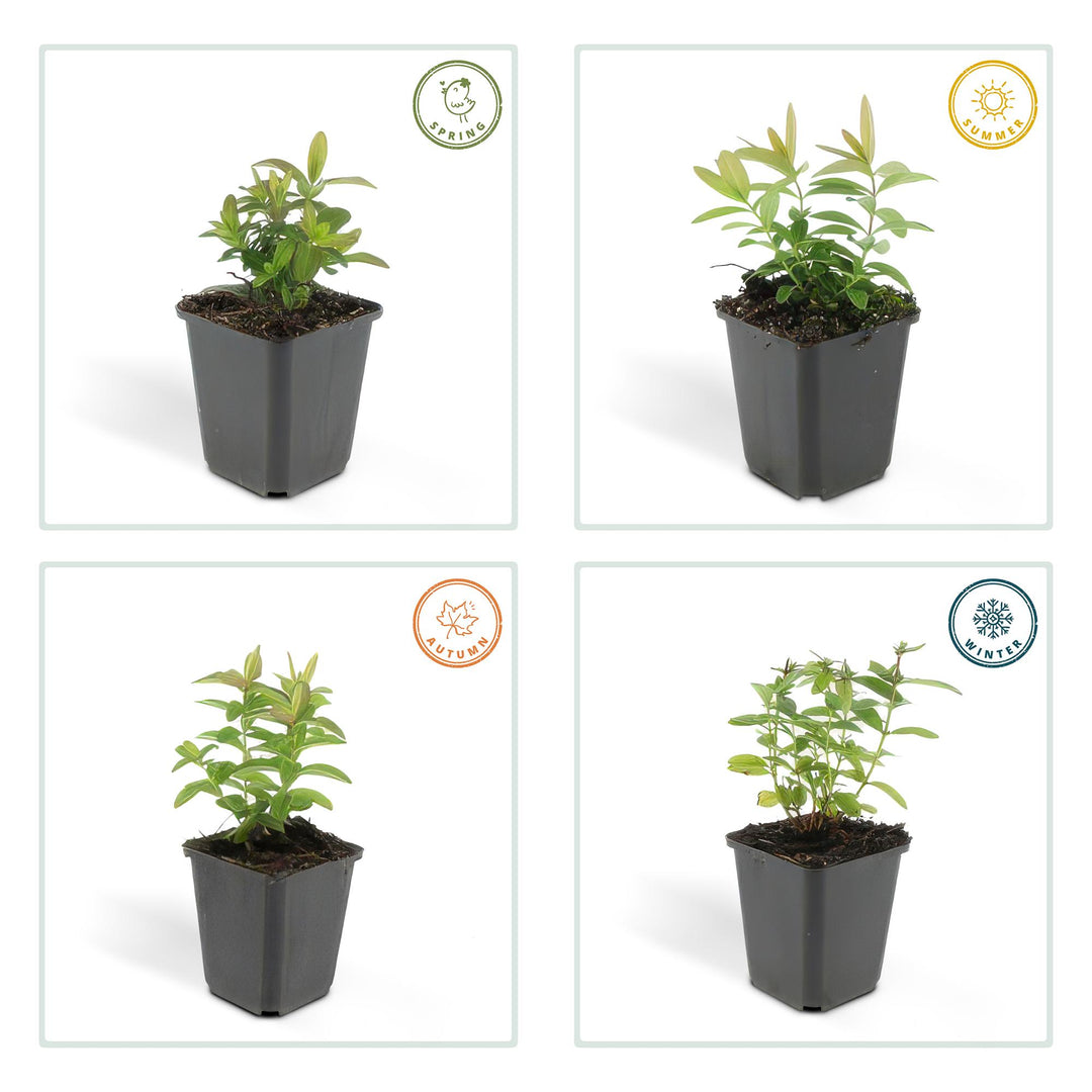 20x Hypericum calycinum - ↕10-25cm - Ø9cm