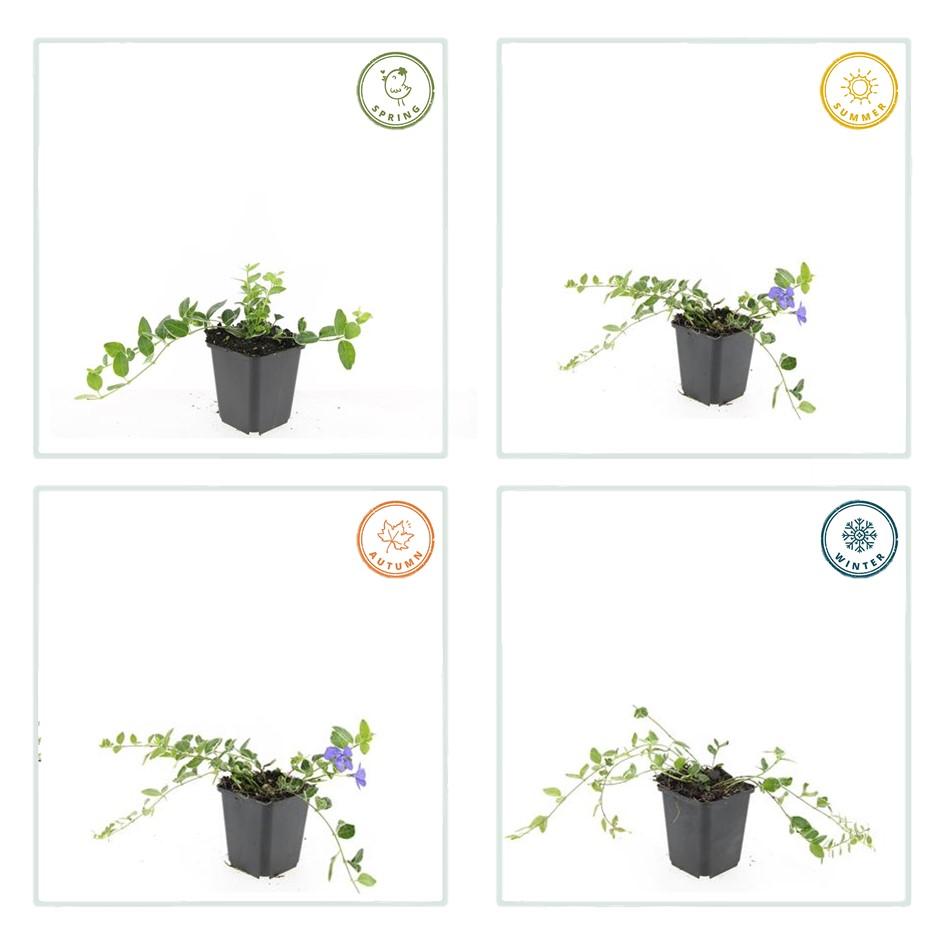 24x Vinca minor 'Argenteovariegata' - ↕10-25cm - Ø9cm