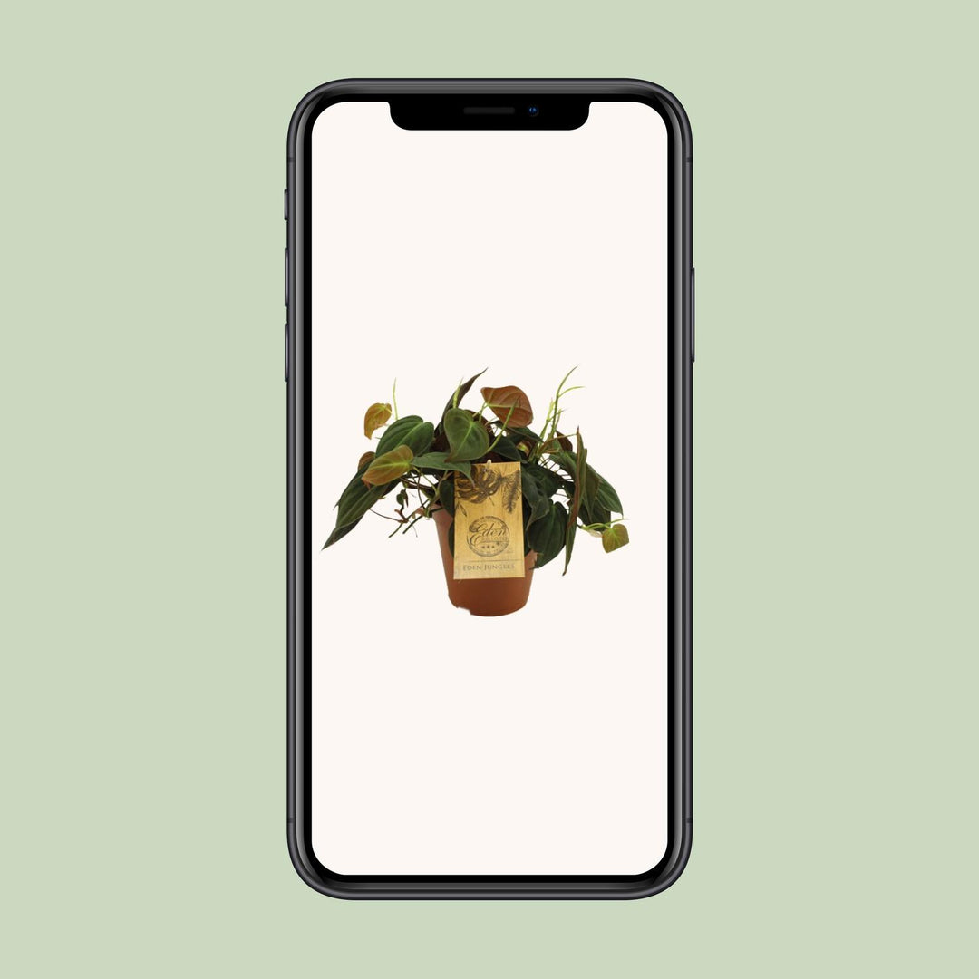 Philodendron Micans - Ø15cm - ↕40cm