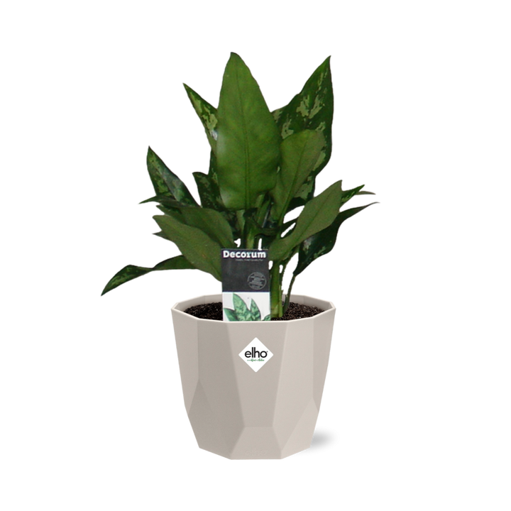 Aglaonema Maria in ELHO b.for rock 14 cm warm grey