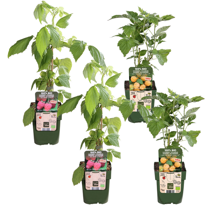 4x - Rubus id. Twotimer Mix - ↨45cm - Ø13