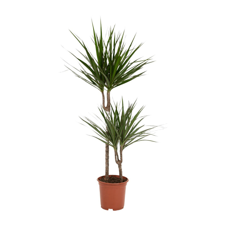 Dracaena Marginata - Ø19cm - ↕100cm