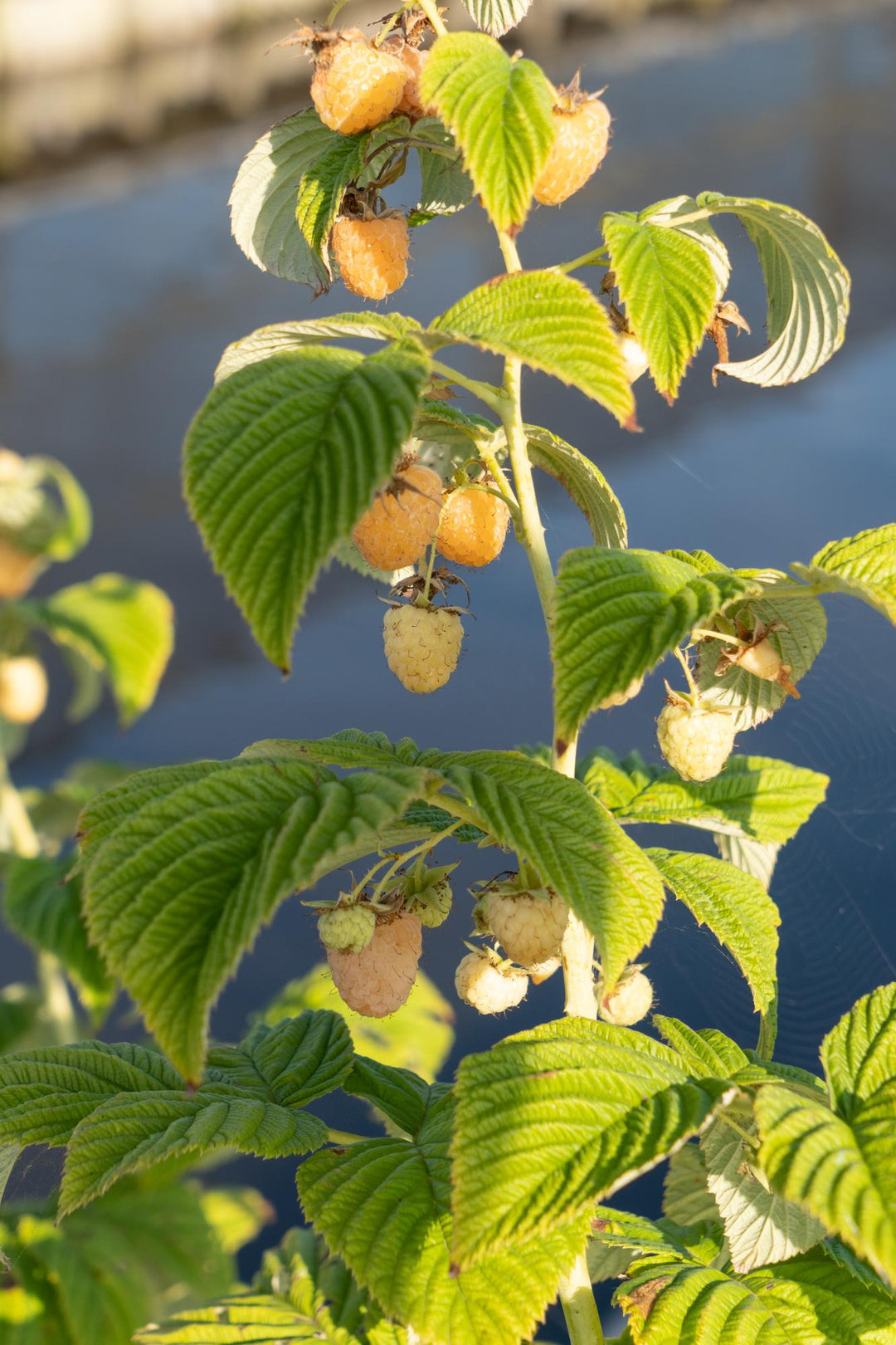 3x Rubus id. Twotimer 'Sugana Yellow' - ↨45cm - Ø13
