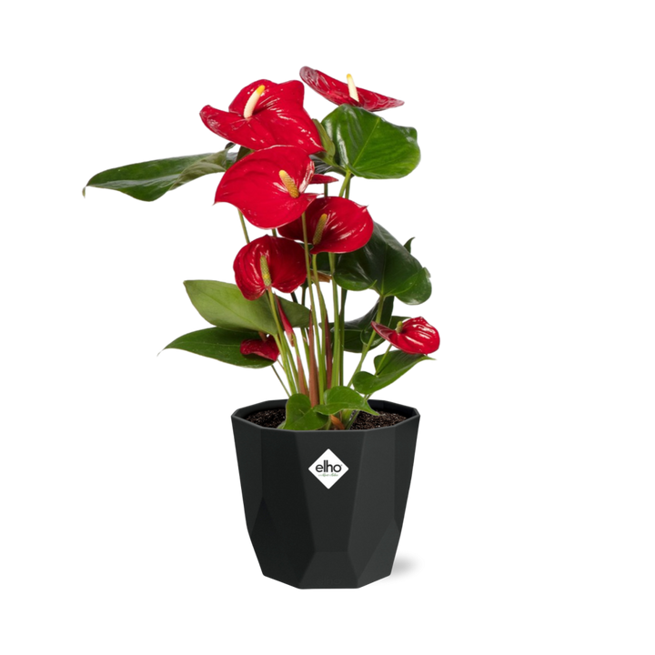Anthurium Red 12cm in 14cm b.for rock living black