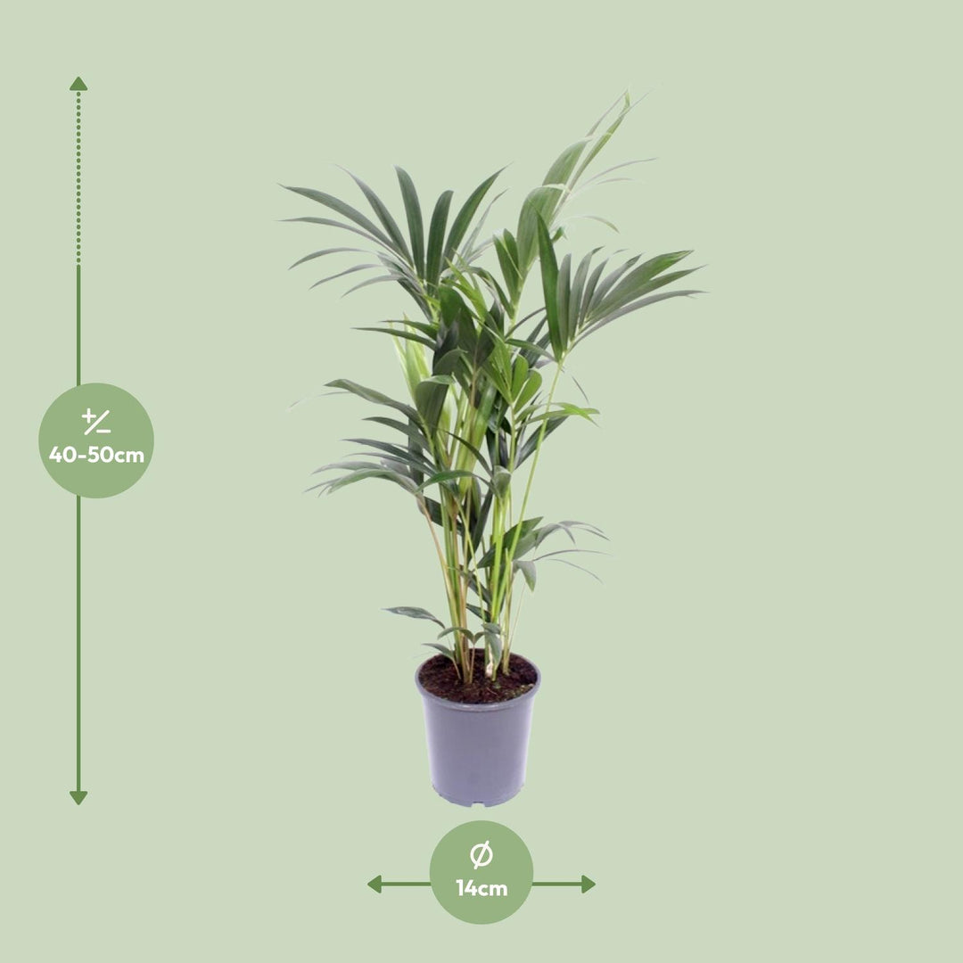 Howea Forsteriana 2 Per Pot - Ø14cm - ↕50cm